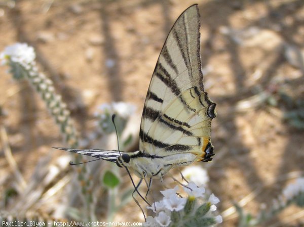 Photo de Papillon