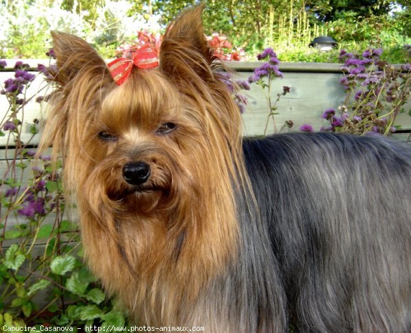 Photo de Yorkshire terrier