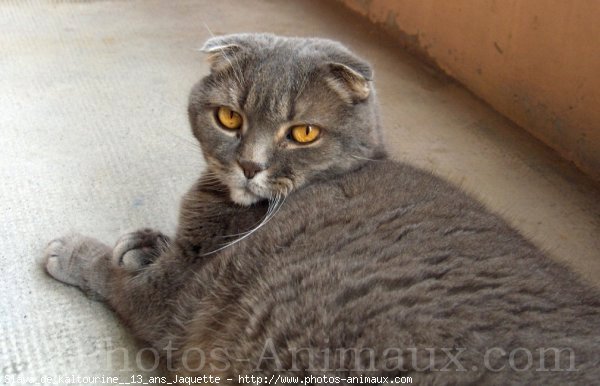 Photo de Scottish fold