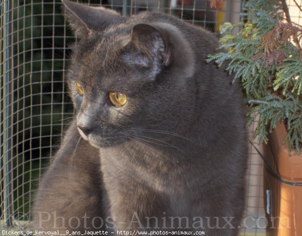 Photo de Chartreux