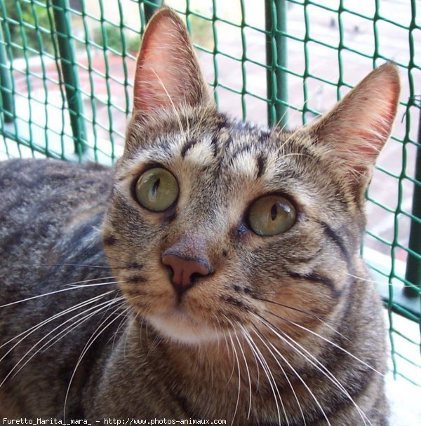 Photo de Chat domestique