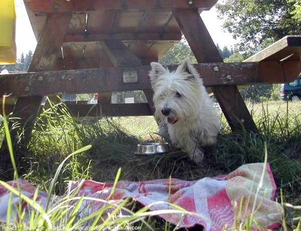 Photo de West highland white terrier