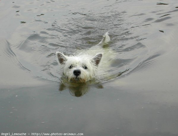 Photo de West highland white terrier