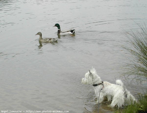 Photo de West highland white terrier