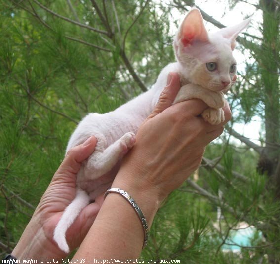 Photo de Devon rex