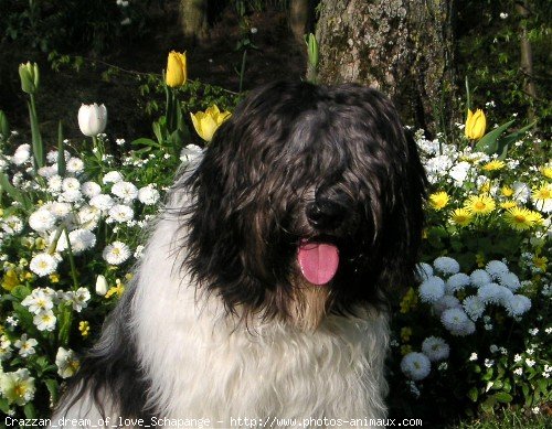 Photo de Schapendoes nrlandais