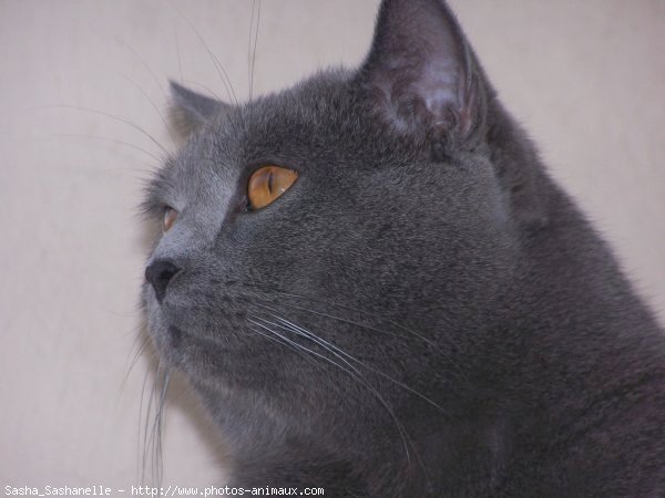 Photo de Chartreux