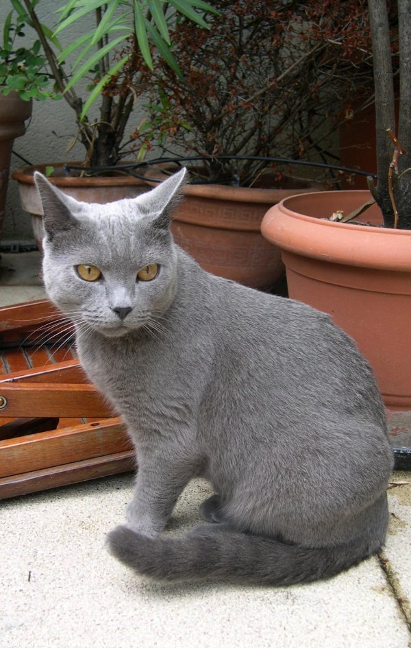 Photo de Chartreux