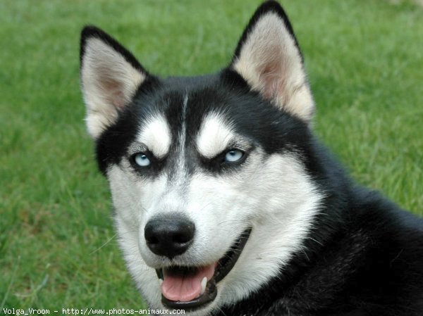 Photo de Husky siberien