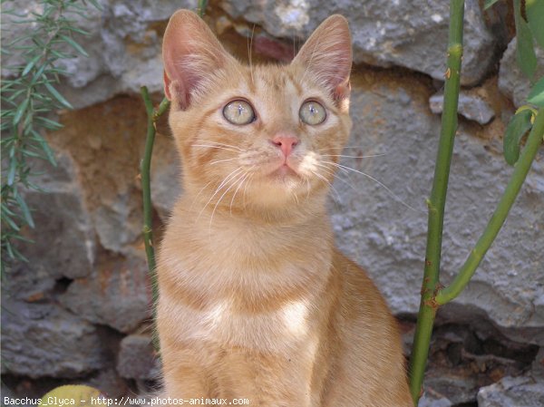 Photo de Chat domestique