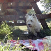 Photo de West highland white terrier