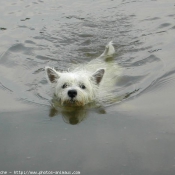 Photo de West highland white terrier