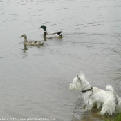 Photo de West highland white terrier