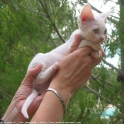 Photo de Devon rex