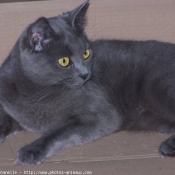 Photo de Chartreux