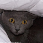 Photo de Chartreux