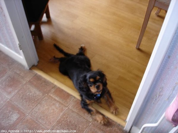 Photo de Cavalier king charles spaniel