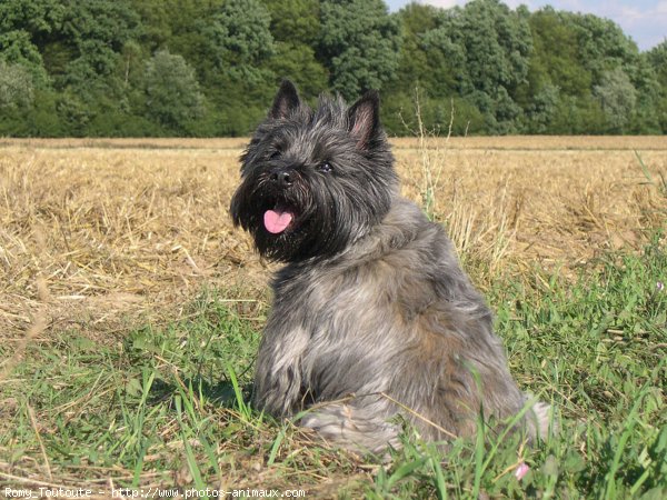 Photo de Cairn terrier