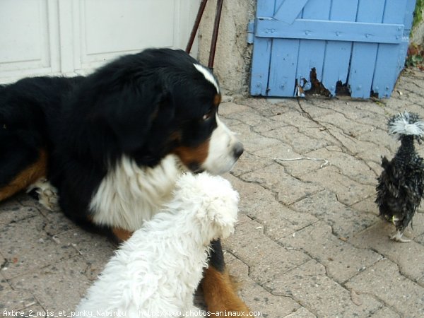 Photo de Races diffrentes