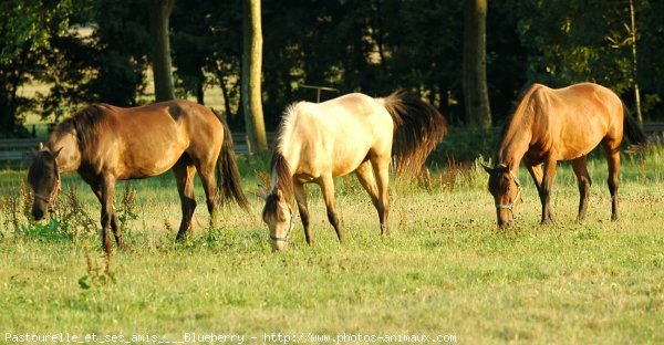 Photo de Races diffrentes