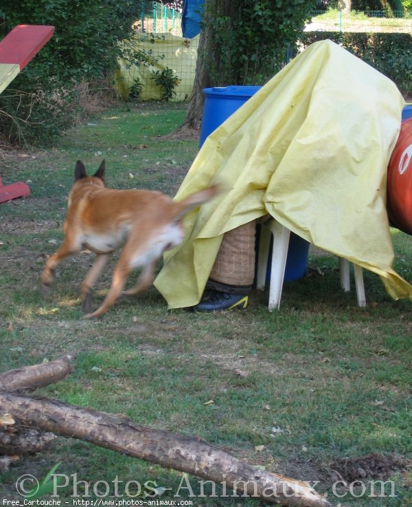 Photo de Berger belge malinois