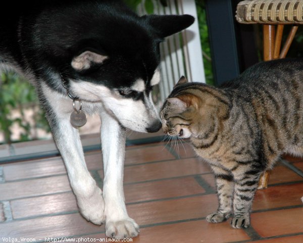 Photo de Husky siberien