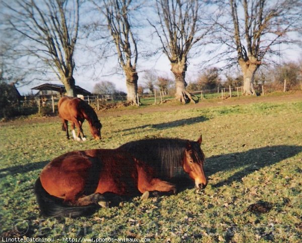 Photo de Poney franais de selle