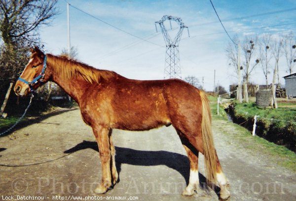 Photo de Poney franais de selle