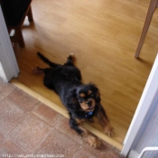 Photo de Cavalier king charles spaniel