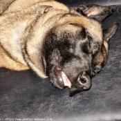 Photo de Berger belge malinois