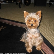 Photo de Yorkshire terrier