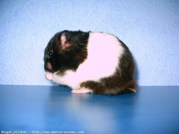 Photo de Hamster