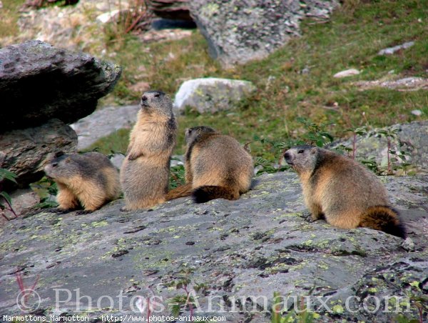 Photo de Marmotte