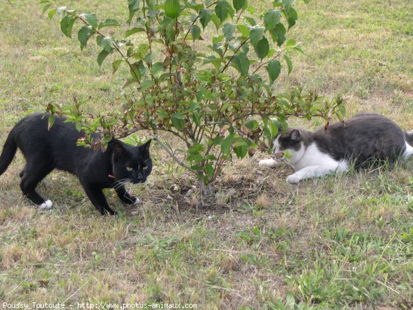 Photo de Chat domestique