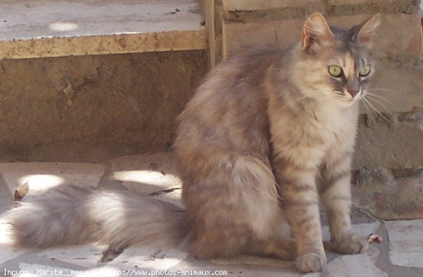 Photo de Chat domestique