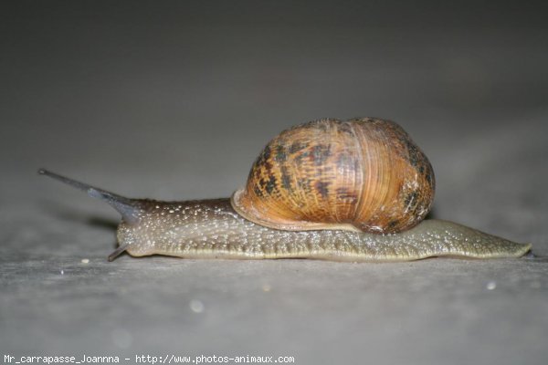 Photo d'Escargot