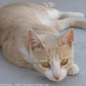 Photo de Chat domestique