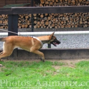 Photo de Berger belge malinois