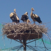 Photo de Cigogne