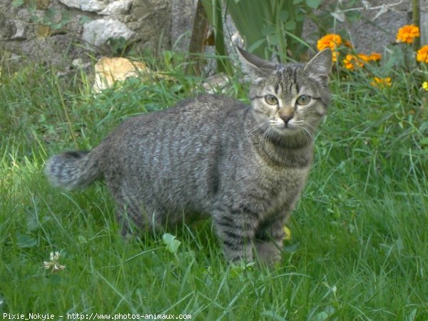 Photo de Chat domestique