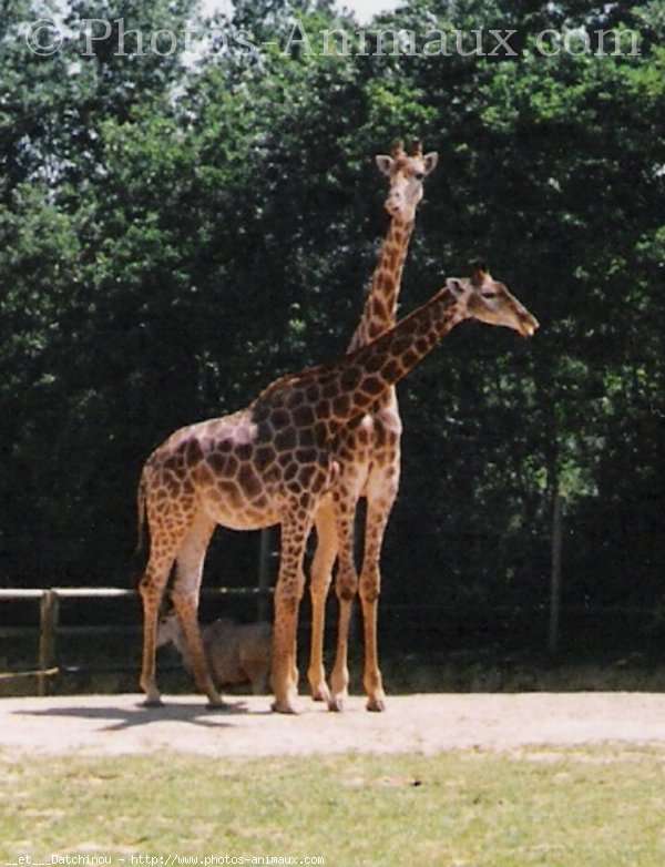 Photo de Girafe