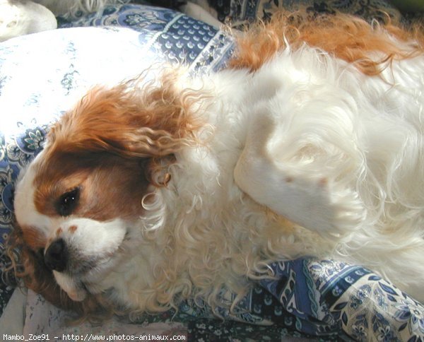 Photo de Cavalier king charles spaniel