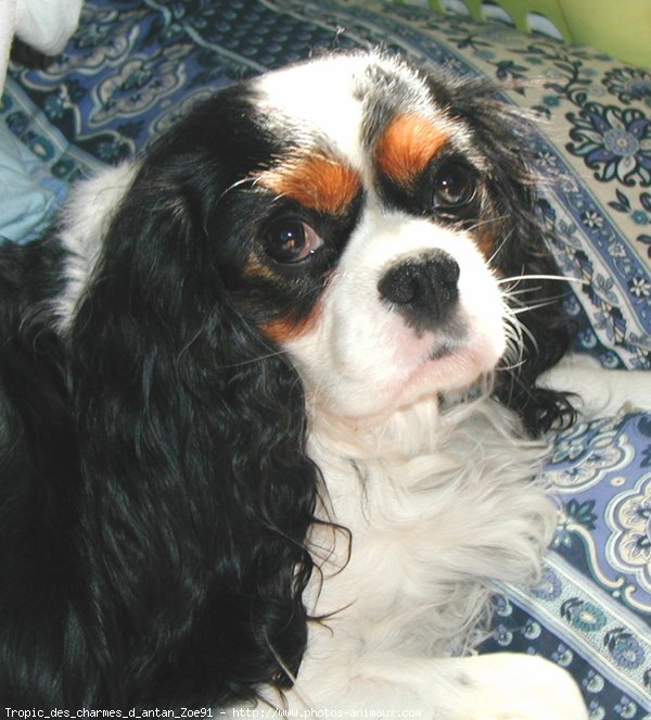 Photo de Cavalier king charles spaniel