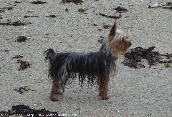 Photo de Yorkshire terrier