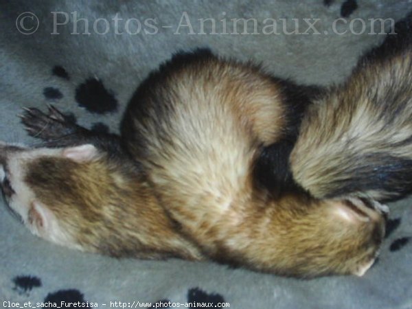 Photo de Furet