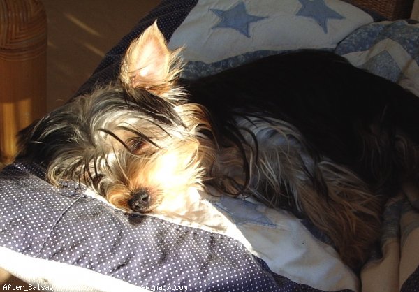 Photo de Yorkshire terrier