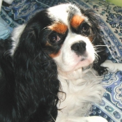 Photo de Cavalier king charles spaniel