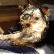 Photo de Yorkshire terrier