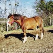 Photo de Poney franais de selle