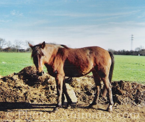 Photo de Poney franais de selle